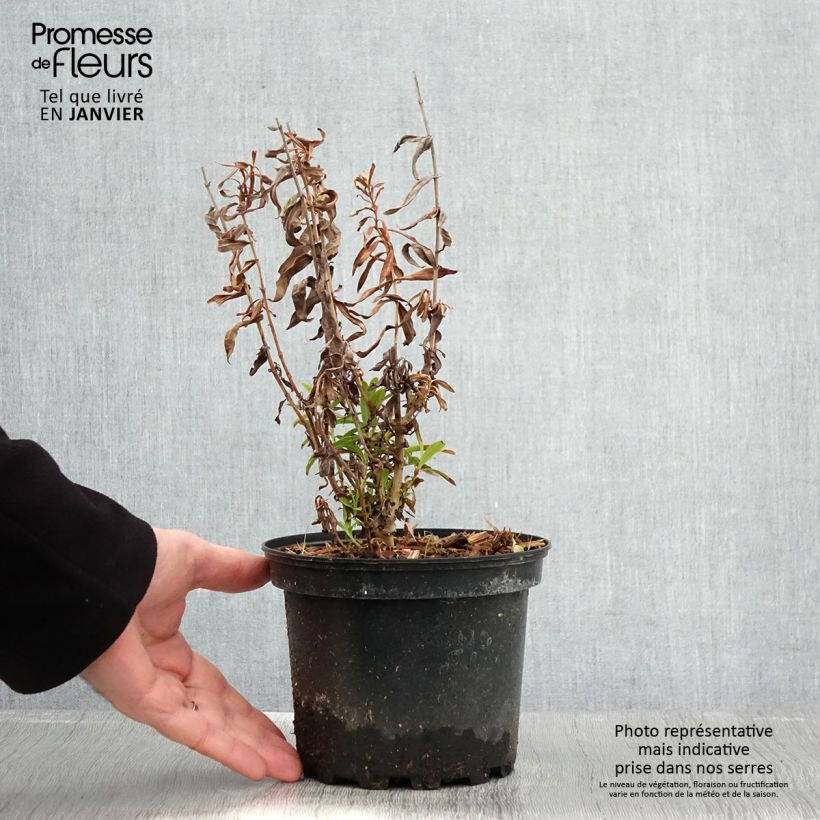 Amostra de Penstemon Hewell Pink Bedder - Galane Vaso de 2 L/3 L tal como entregue no inverno