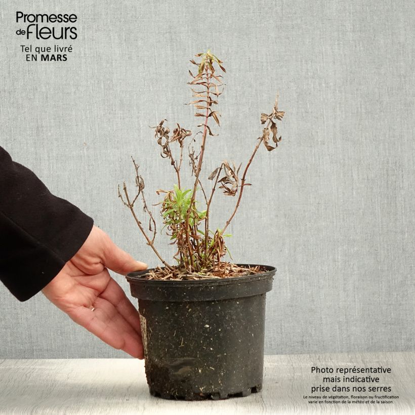 Amostra de Penstemon Hewell Pink Bedder Vaso de 2 L/3 L tal como entregue na primavera