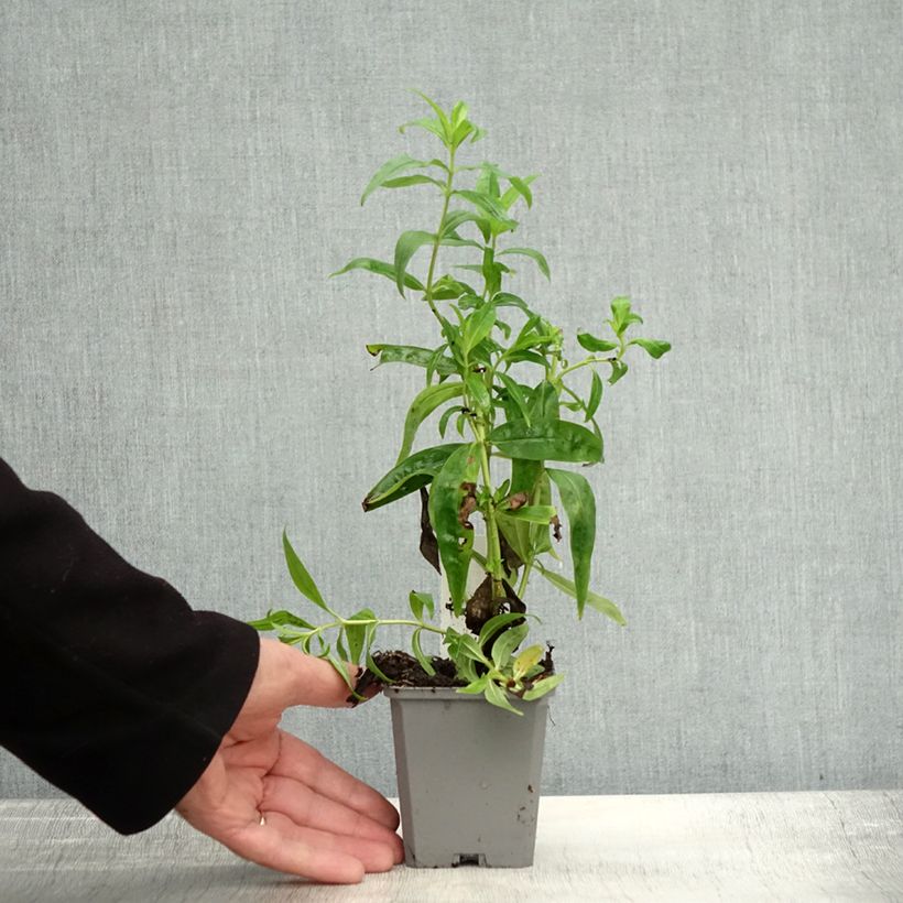 Amostra de Penstemon Alice Hindley Vaso de 8/9 cm tal como entregue no outono