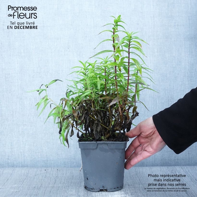 Amostra de Penstemon hybride Blackbird - Galane Pot de 2L/3L tal como entregue no outono