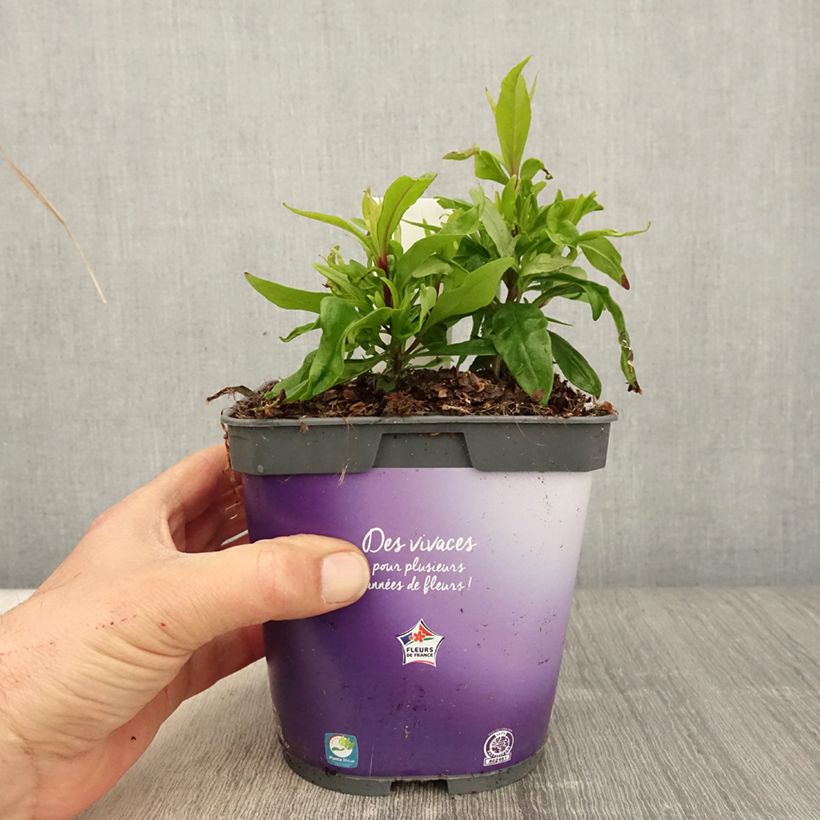 Amostra de Penstemon Blackbird Vaso de 2 L/3 L tal como entregue na primavera