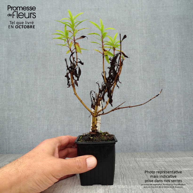Amostra de Penstemon Blackbird Vaso de 7/8 cm tal como entregue no outono