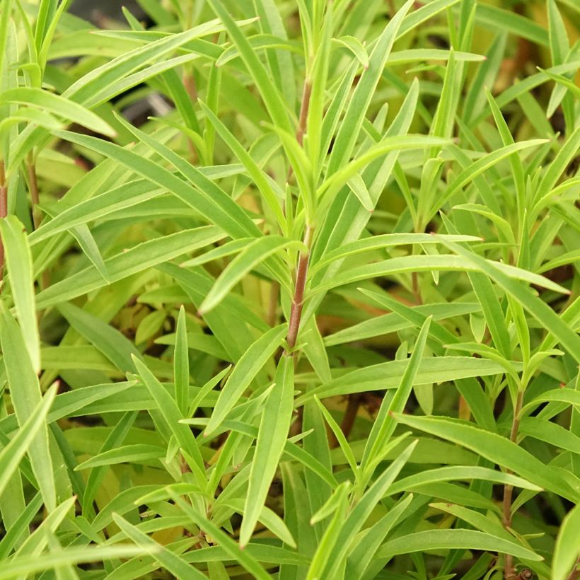 Penstemon × campanulatus Garnet (Folhagem)