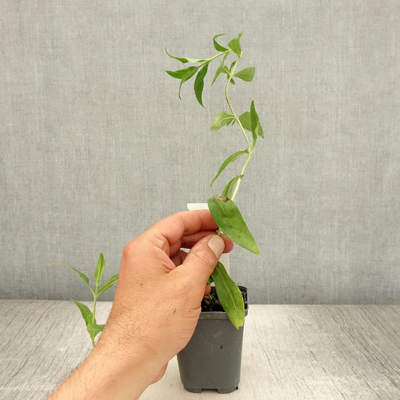 Amostra de Penstemon Gloire des Quatre Rues Vaso de 8/9 cm tal como entregue no verão