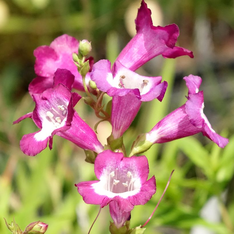 Penstemon Gloire des Quatre Rues (Floração)
