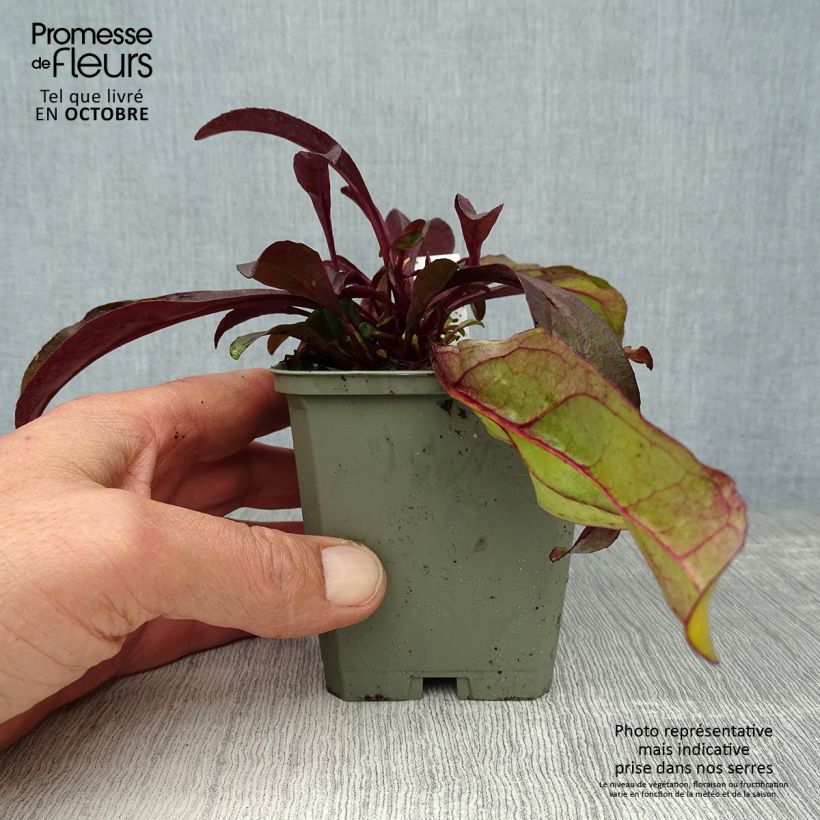 Amostra de Penstemon digitalis Husker Red Vaso de 8/9 cm tal como entregue no outono