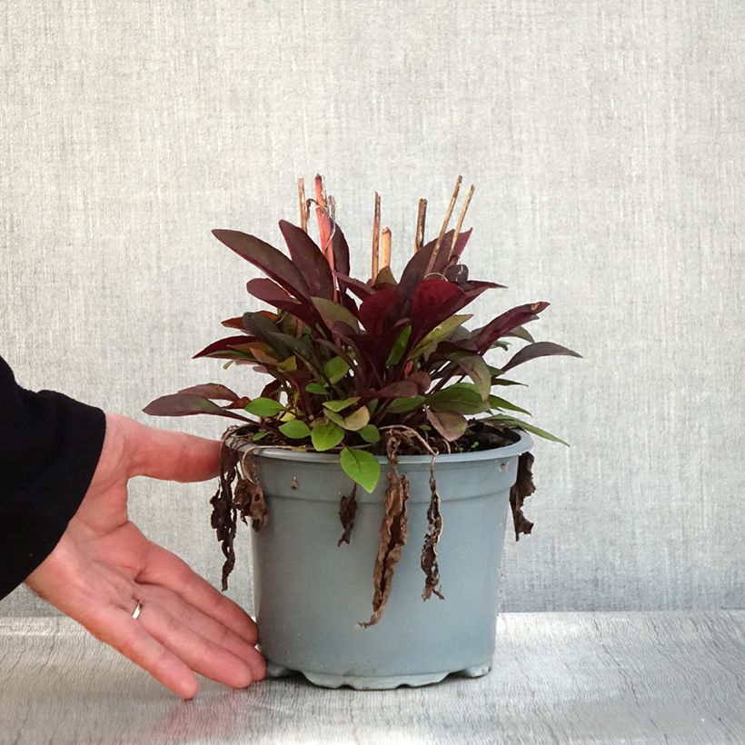 Amostra de Penstemon digitalis Husker Red Vaso de 2 L/3 L tal como entregue no outono