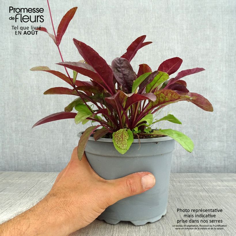 Amostra de Penstemon digitalis Husker Red Vaso de 2 L/3 L tal como entregue no verão