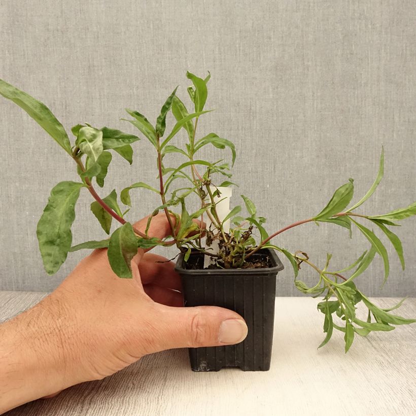 Amostra de Penstemon Midnight Vaso de 8/9 cm tal como entregue no verão