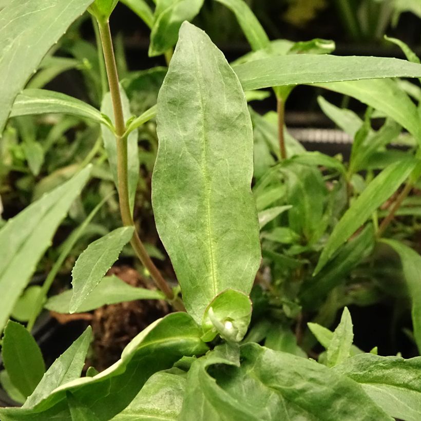 Penstemon Midnight (Folhagem)