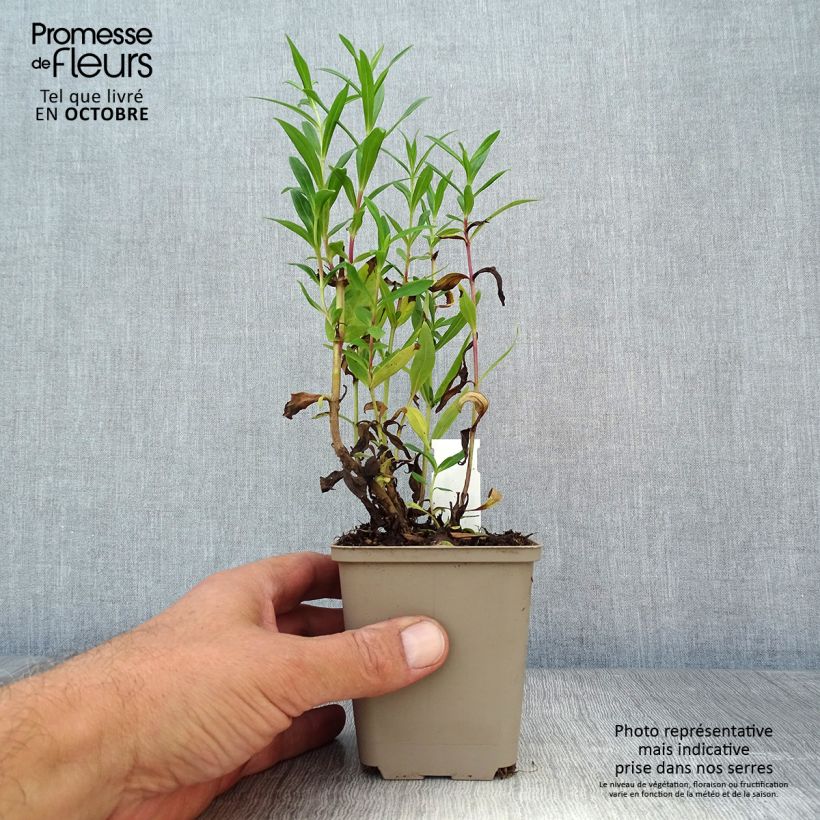Amostra de Penstemon Rubicundus Vaso de 8/9 cm tal como entregue no outono
