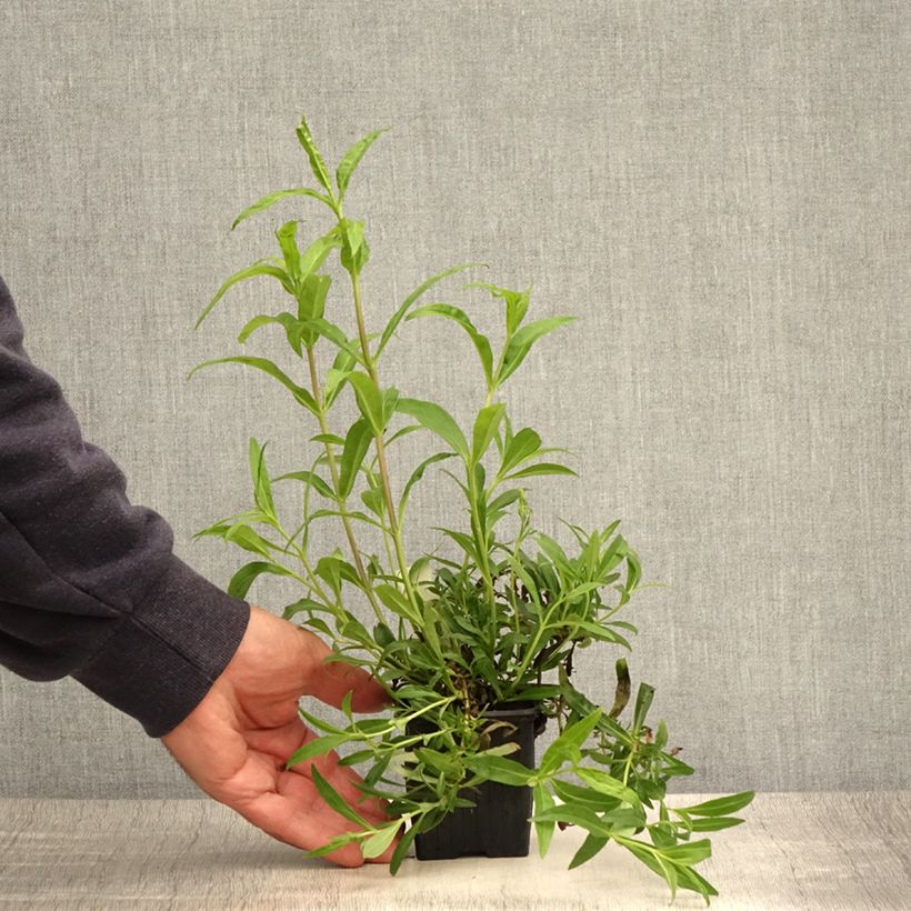 Amostra de Penstemon Russian River Vaso de 8/9 cm tal como entregue no verão
