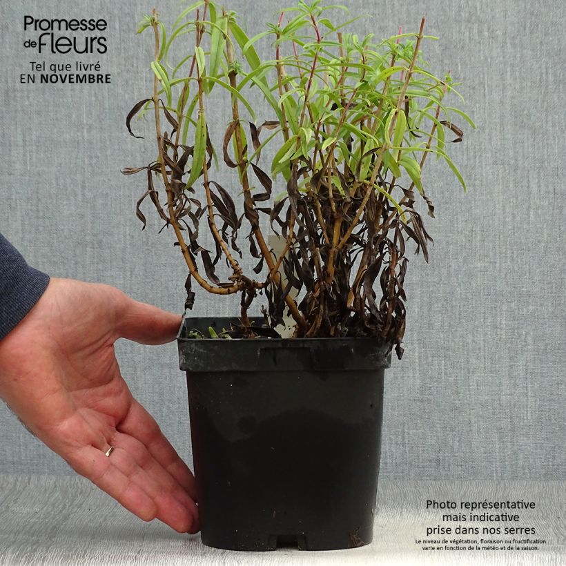 Amostra de Penstemon Schoenholzeri Vaso de 2 L/3 L tal como entregue no outono