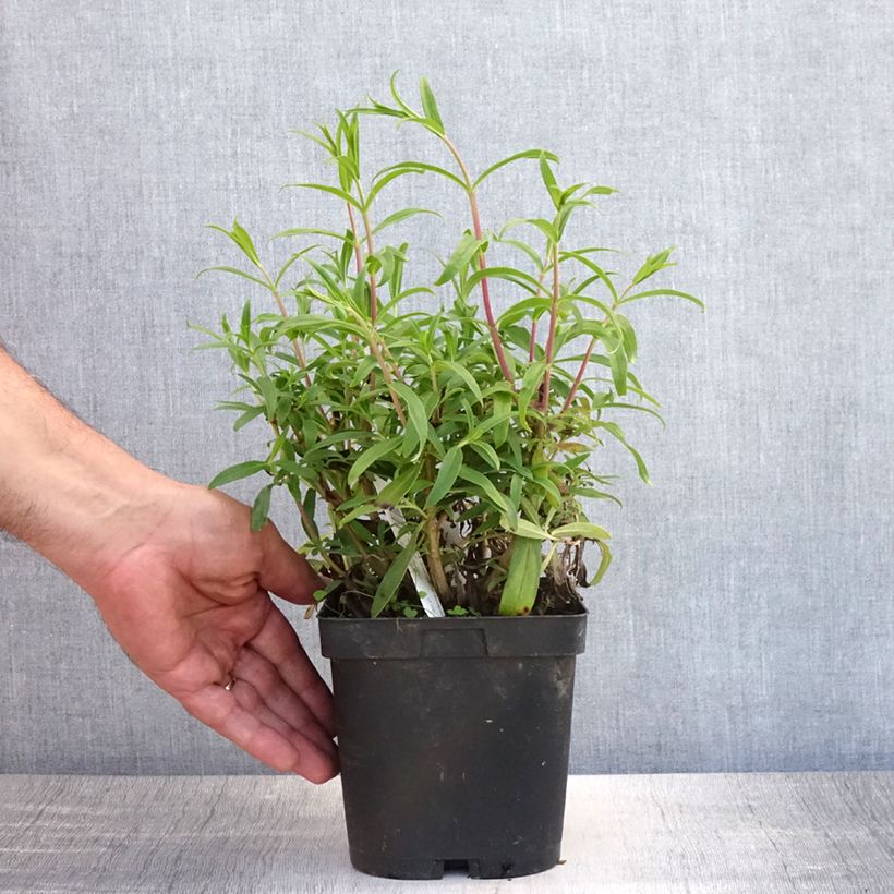 Amostra de Penstemon Schoenholzeri Vaso de 2 L/3 L tal como entregue no verão