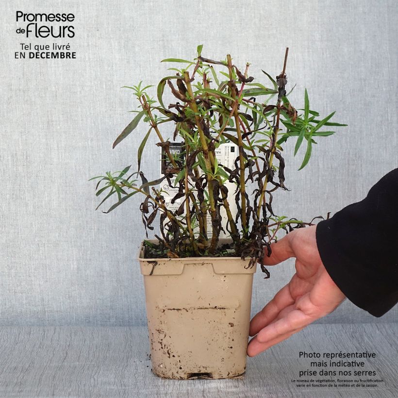 Amostra de Penstemon hybride Sour Grapes - Galane Pot de 2L/3L tal como entregue no outono