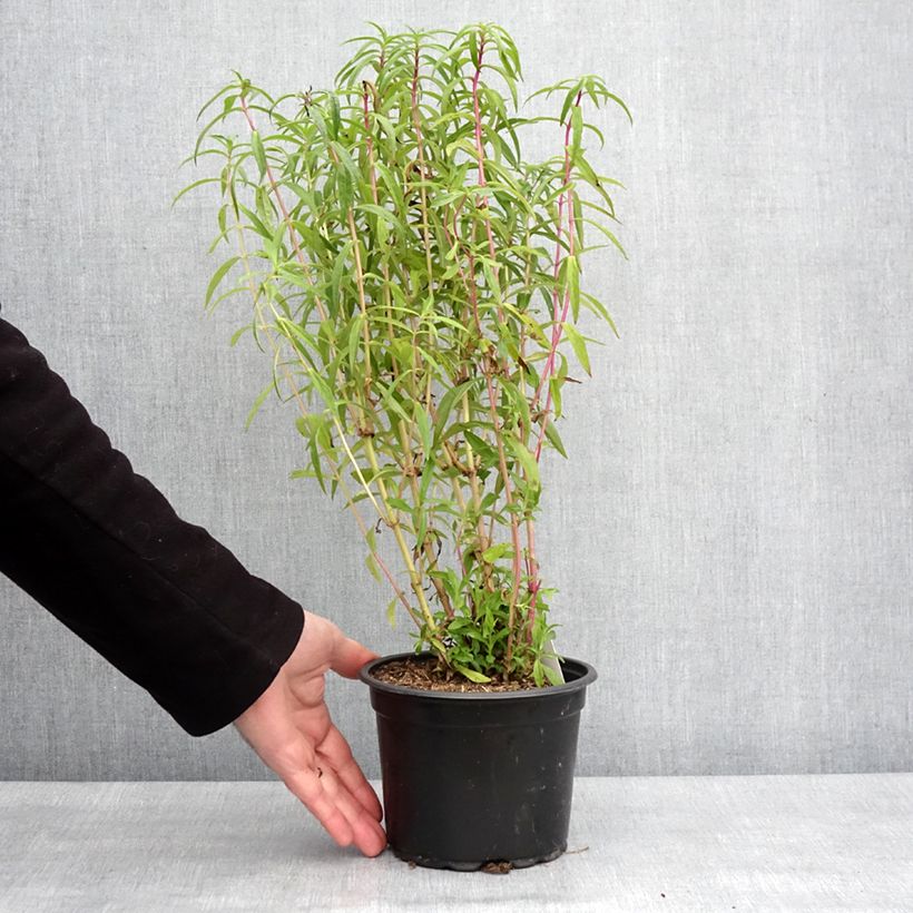 Amostra de Penstemon Sour Grapes Vaso de 2 L/3 L tal como entregue no inverno