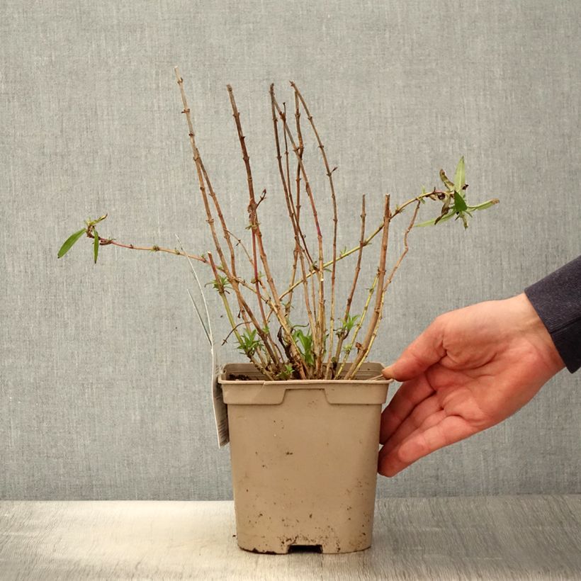 Amostra de Penstemon Sour Grapes Vaso de 2 L/3 L tal como entregue na primavera