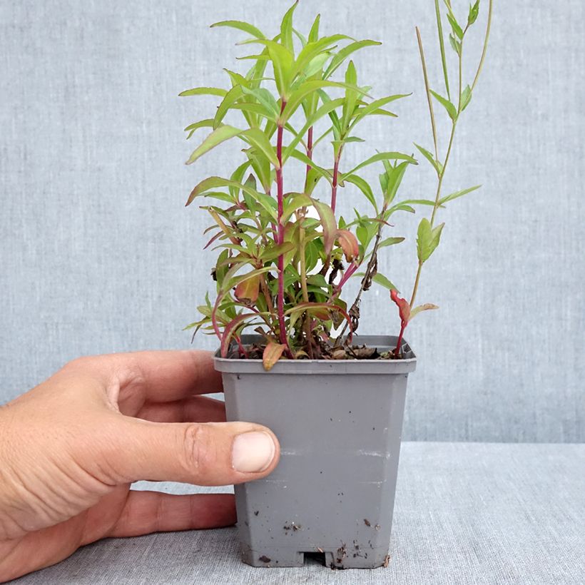 Amostra de Penstemon Sour Grapes Vaso de 8/9 cm tal como entregue na primavera