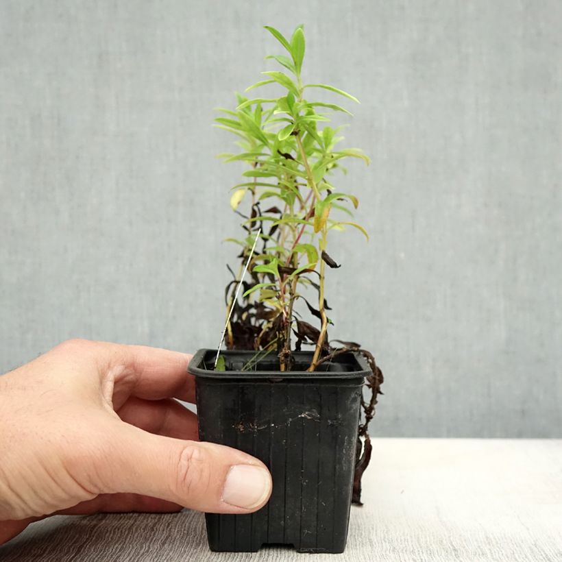 Amostra de Penstemon Le Phare Vaso de 8/9 cm tal como entregue no outono