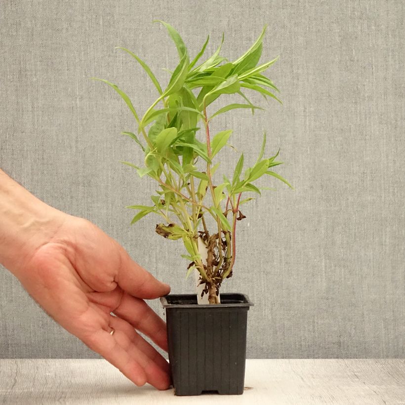 Amostra de Penstemon Le Phare Vaso de 8/9 cm tal como entregue no verão