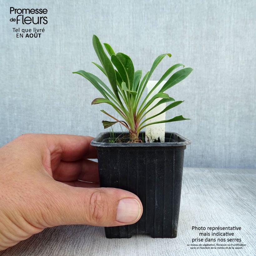 Amostra de Penstemon mensarum Vaso de 8/9 cm tal como entregue no verão