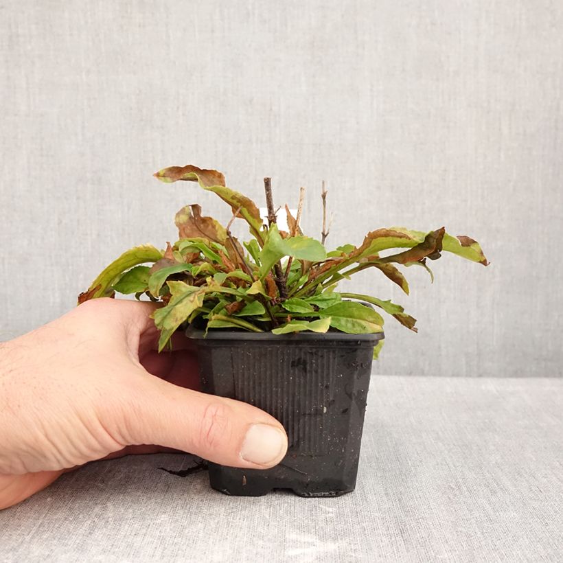 Amostra de Penstemon Nova Pearl Vaso de 8/9 cm tal como entregue no outono