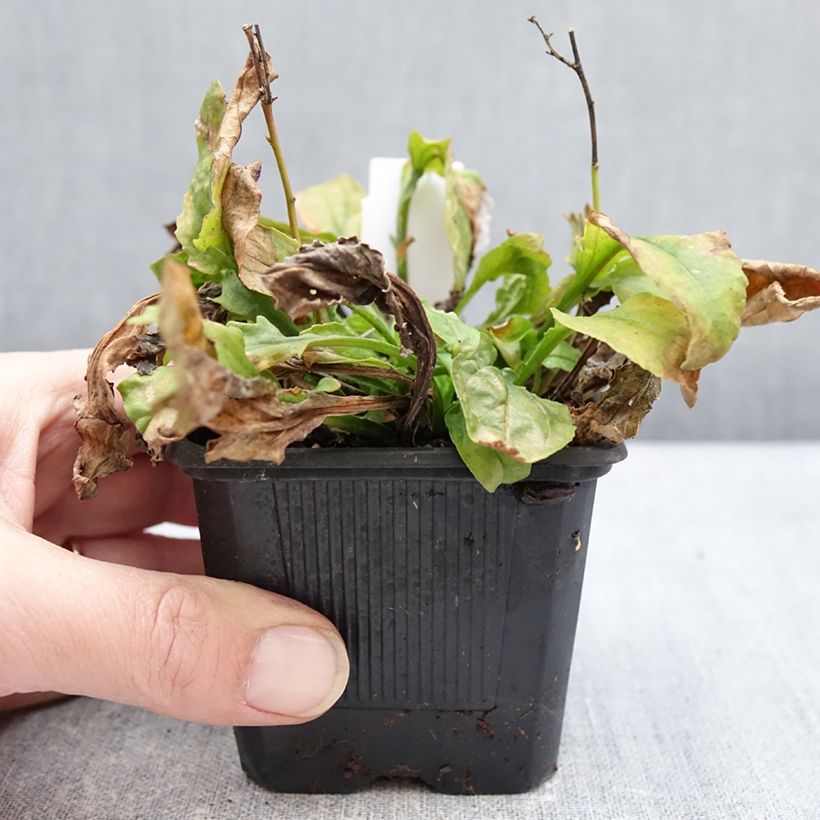 Amostra de Penstemon Nova Pearl - Galane Godet de 8/9 cm tal como entregue no inverno