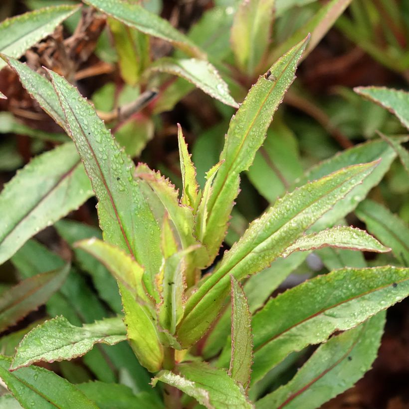 Penstemon Nova Twilight (Folhagem)