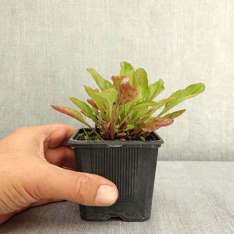 Amostra de Penstemon Nova Twilight Vaso de 8/9 cm tal como entregue no verão