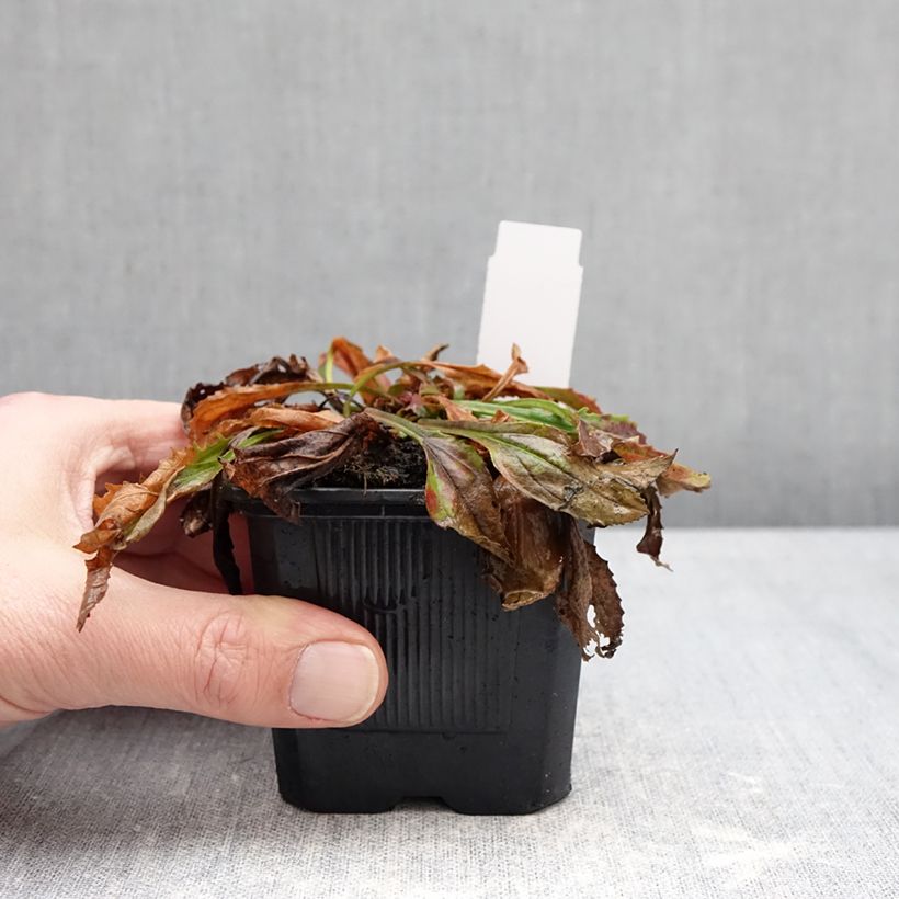 Amostra de Penstemon Nova Twilight Vaso de 8/9 cm tal como entregue no inverno