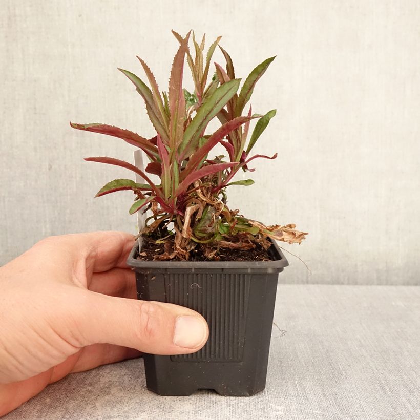 Amostra de Penstemon Nova Twilight Vaso de 8/9 cm tal como entregue na primavera