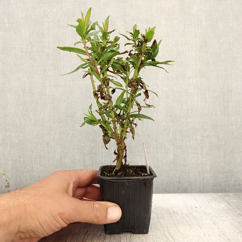 Amostra de Penstemon Pensham Czar Vaso de 8/9 cm tal como entregue no outono