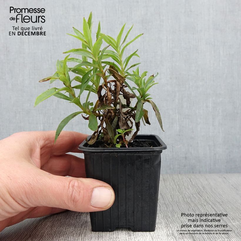 Amostra de Penstemon Pensham Laura Vaso de 8/9 cm tal como entregue no outono