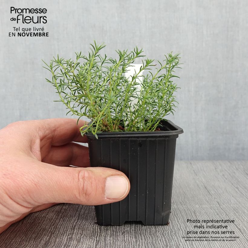 Amostra de Penstemon pinifolius Mersea Yellow Vaso de 8/9 cm tal como entregue no outono