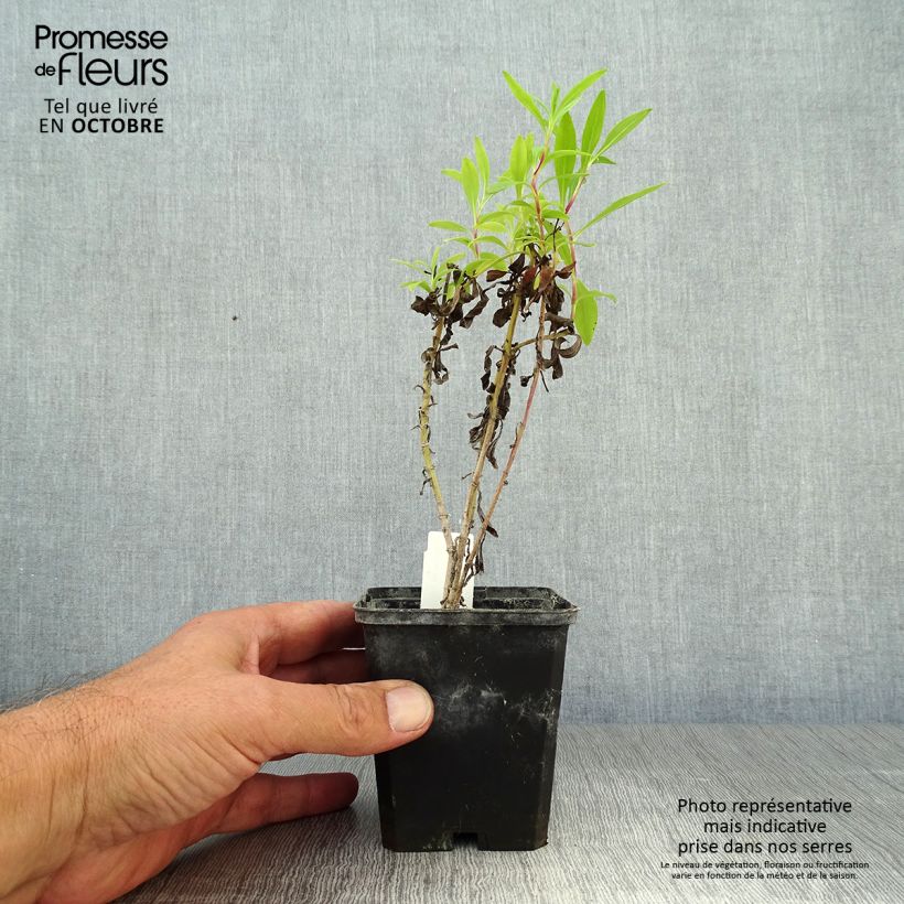 Amostra de Penstemon Purple Passion Vaso de 8/9 cm tal como entregue no outono