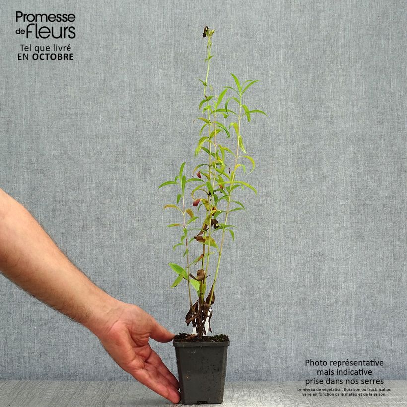 Amostra de Penstemon Raven Vaso de 8/9 cm tal como entregue no outono
