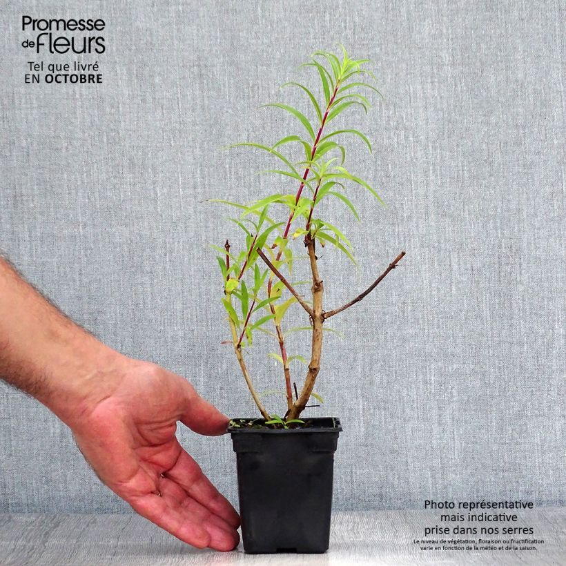 Amostra de Penstemon Rich Ruby Vaso de 7/8 cm tal como entregue no outono