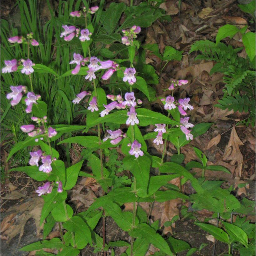 Penstemon smallii (Hábito)