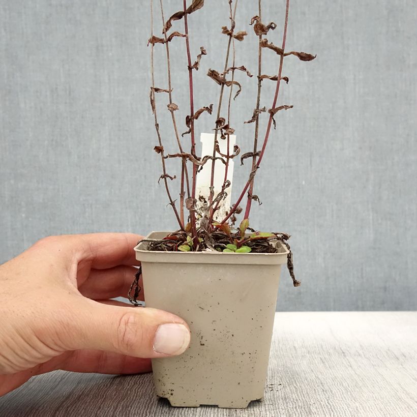 Amostra de Penstemon smallii Vaso de 8/9 cm tal como entregue no outono
