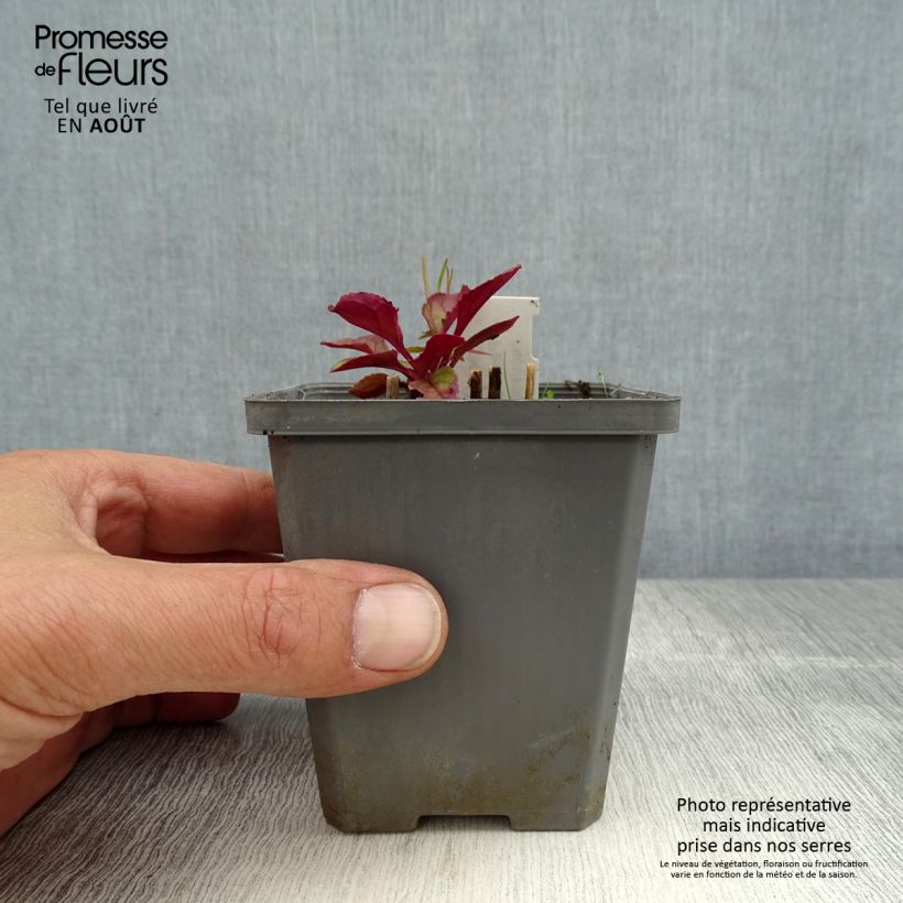 Amostra de Penstemon smallii Vaso de 8/9 cm tal como entregue no verão