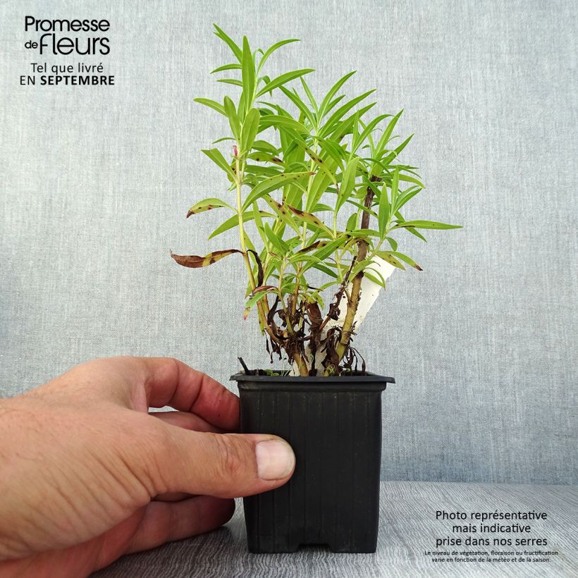 Amostra de Penstemon × heterophyllus Souvenir d'Adrien Régnier Vaso de 8/9 cm tal como entregue no verão