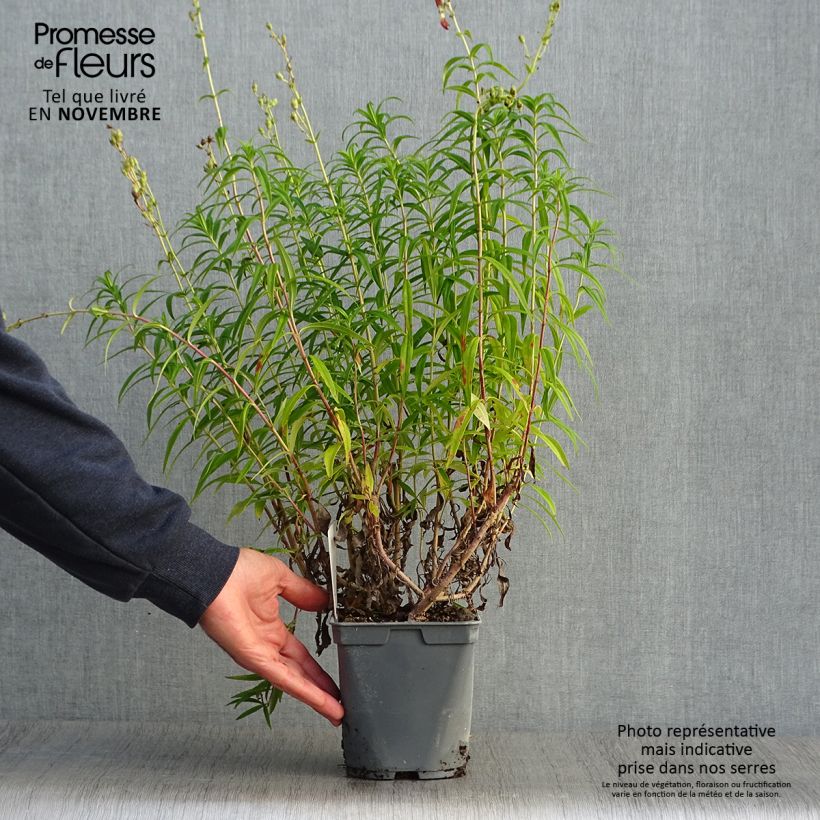 Amostra de Penstemon × heterophyllus Souvenir d'Adrien Régnier Vaso de 2 L/3 L tal como entregue no outono