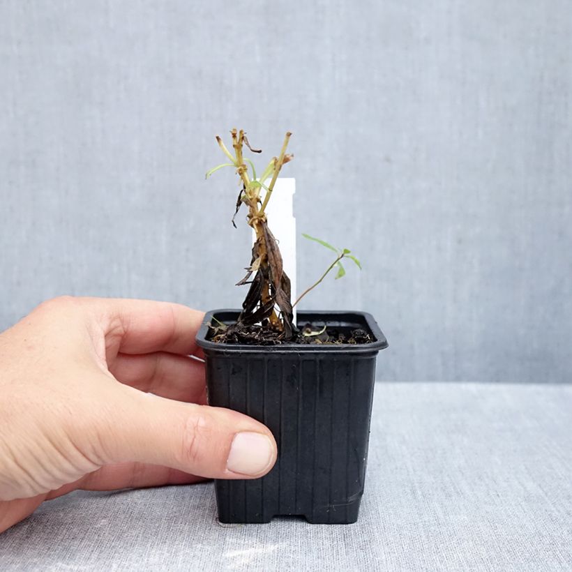 Amostra de Penstemon × heterophyllus Souvenir d'Adrien Régnier Vaso de 8/9 cm tal como entregue no outono