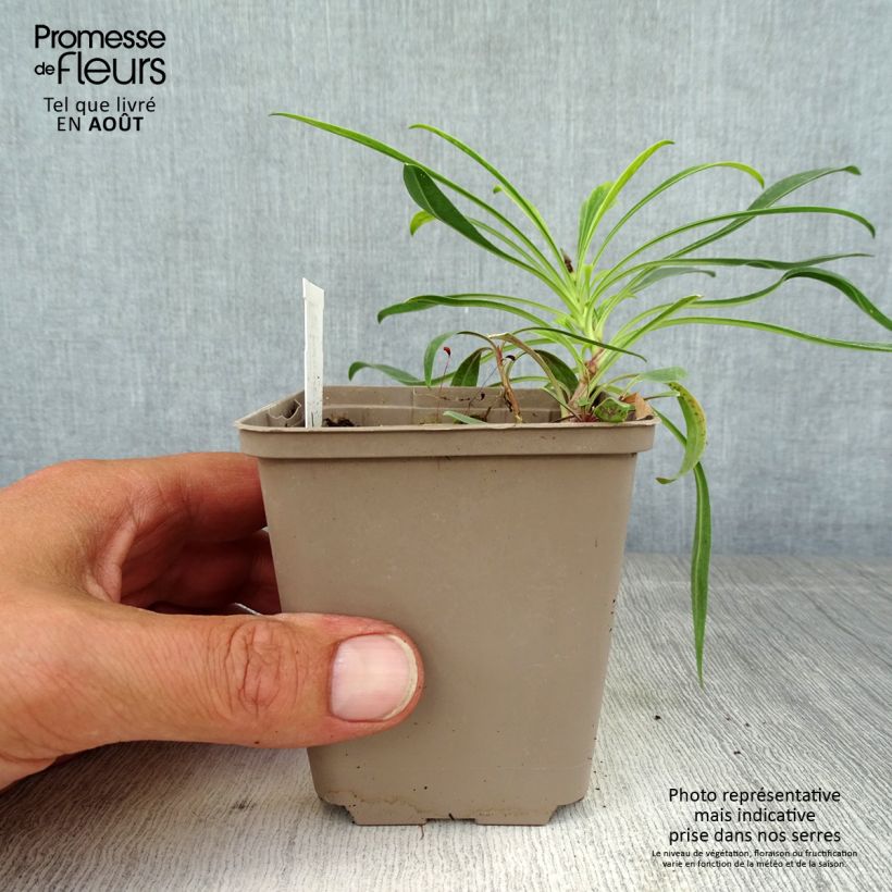 Amostra de Penstemon strictus Vaso de 8/9 cm tal como entregue no verão