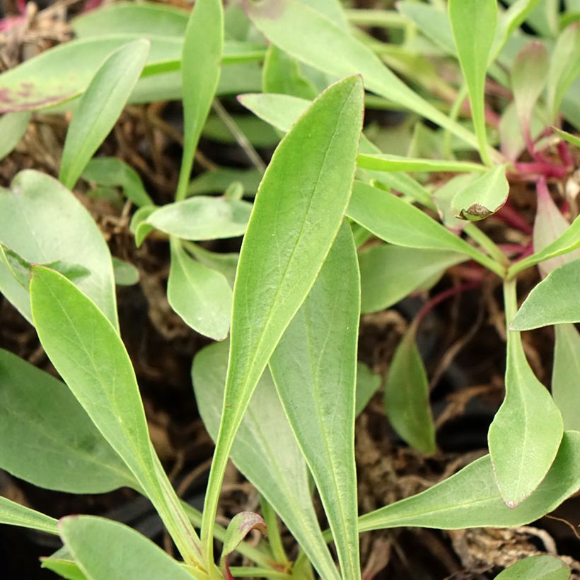 Penstemon strictus (Folhagem)