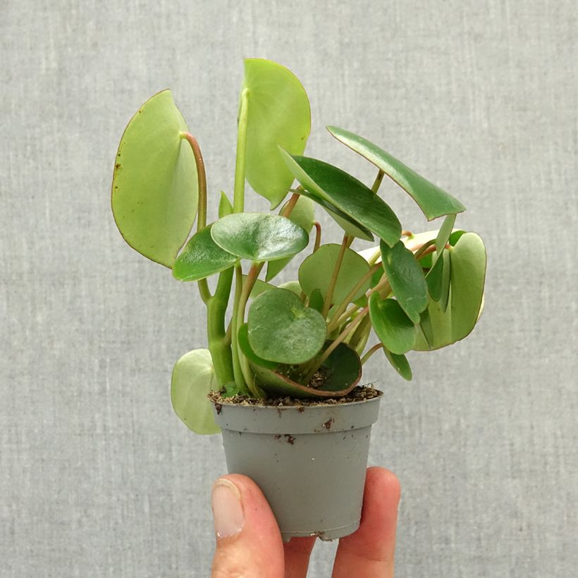 Amostra de Peperómia arifolia Miniplanta tal como entregue na primavera