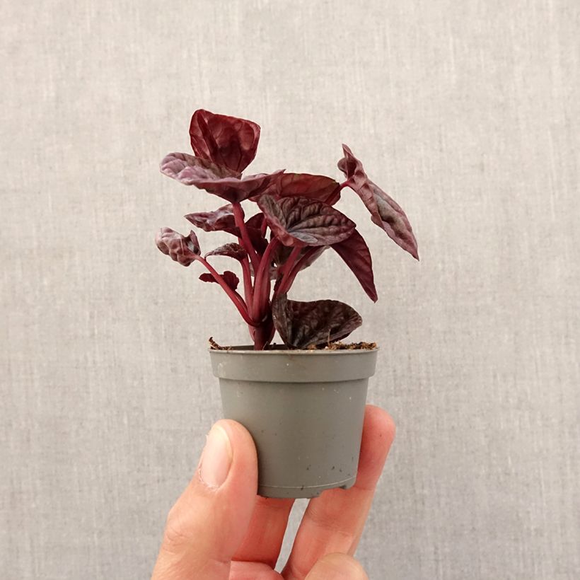 Amostra de Peperómia caperata Luna Mini-plante tal como entregue na primavera