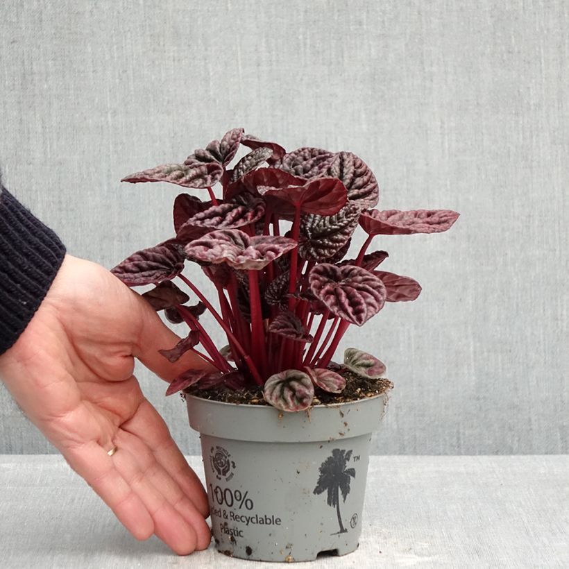 Amostra de Peperómia caperata Luna Vaso de 12 cm/13 cm tal como entregue na primavera