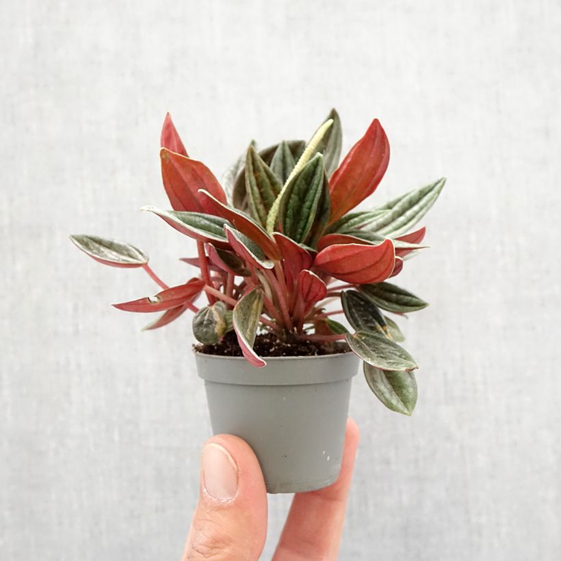 Amostra de Peperomia caperata Rosso Mini-plante tal como entregue na primavera