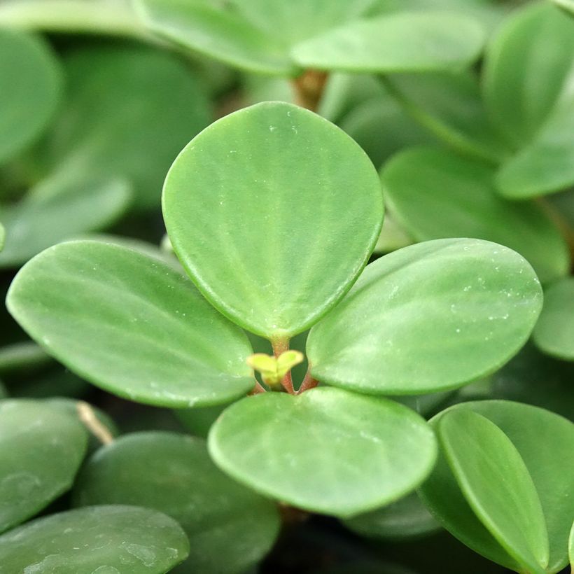 Peperomia hope Hope (Folhagem)